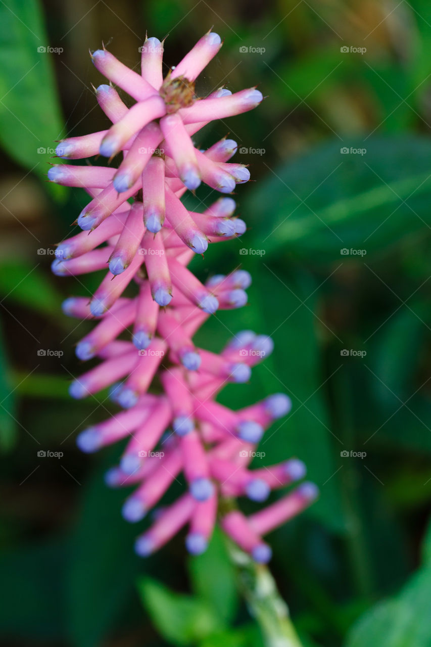 Spikey Pink Plant 