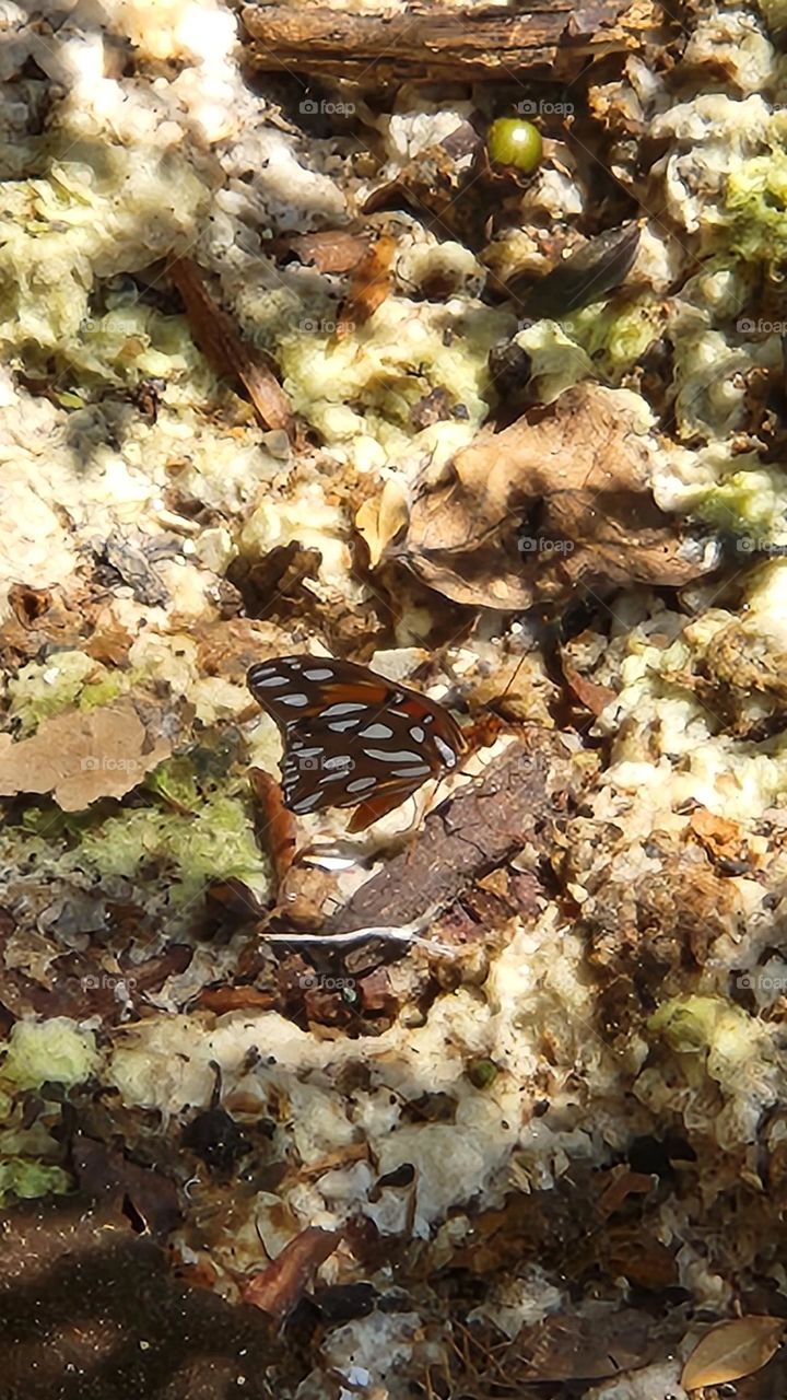 Beauty in destruction