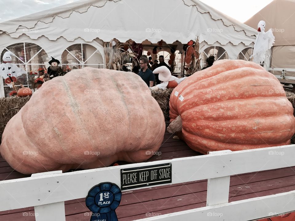 Droopy giant pumpkins 