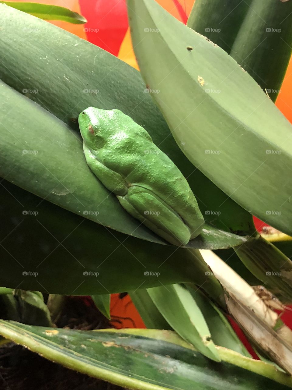 Frog at Reptile Gardens