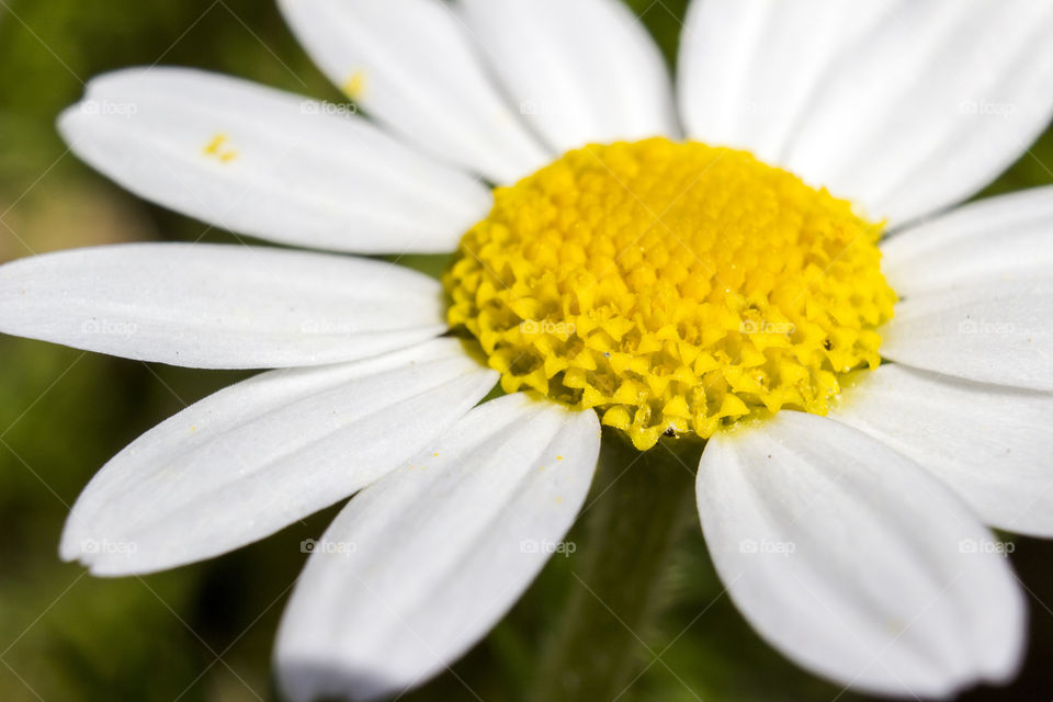 Close-up daisy and missing white leaf