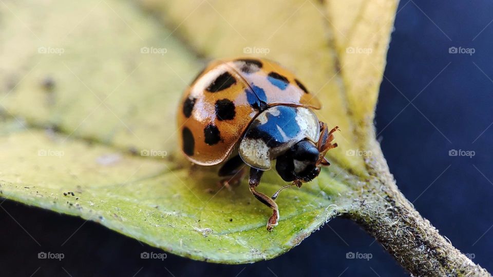 Lady bug, cleaning it's feet