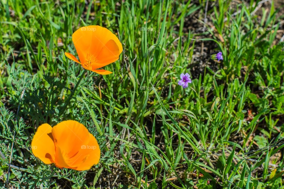 California Poppy