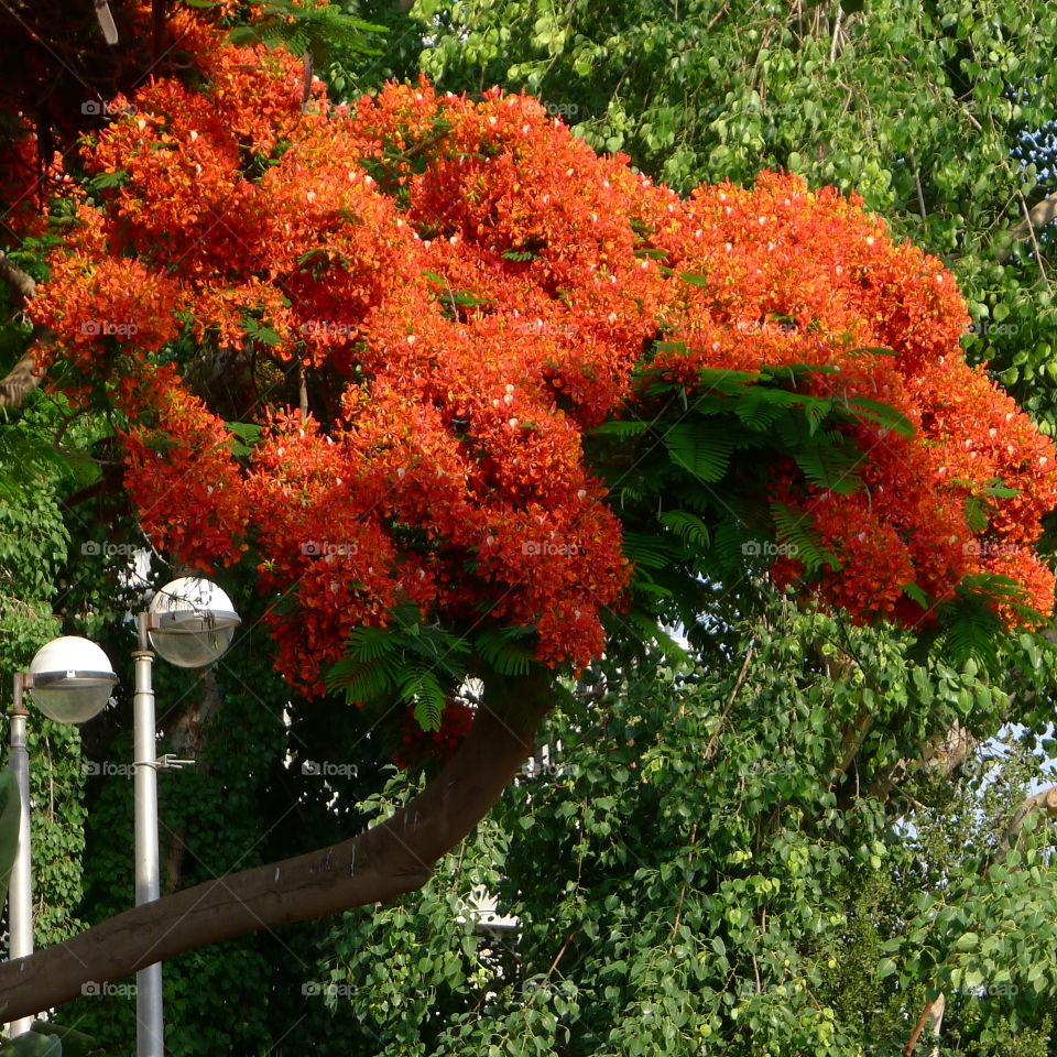 Majestic Red blooming tree with wonderful flowers in Tel Aviv ,photo taken in Tel Aviv 