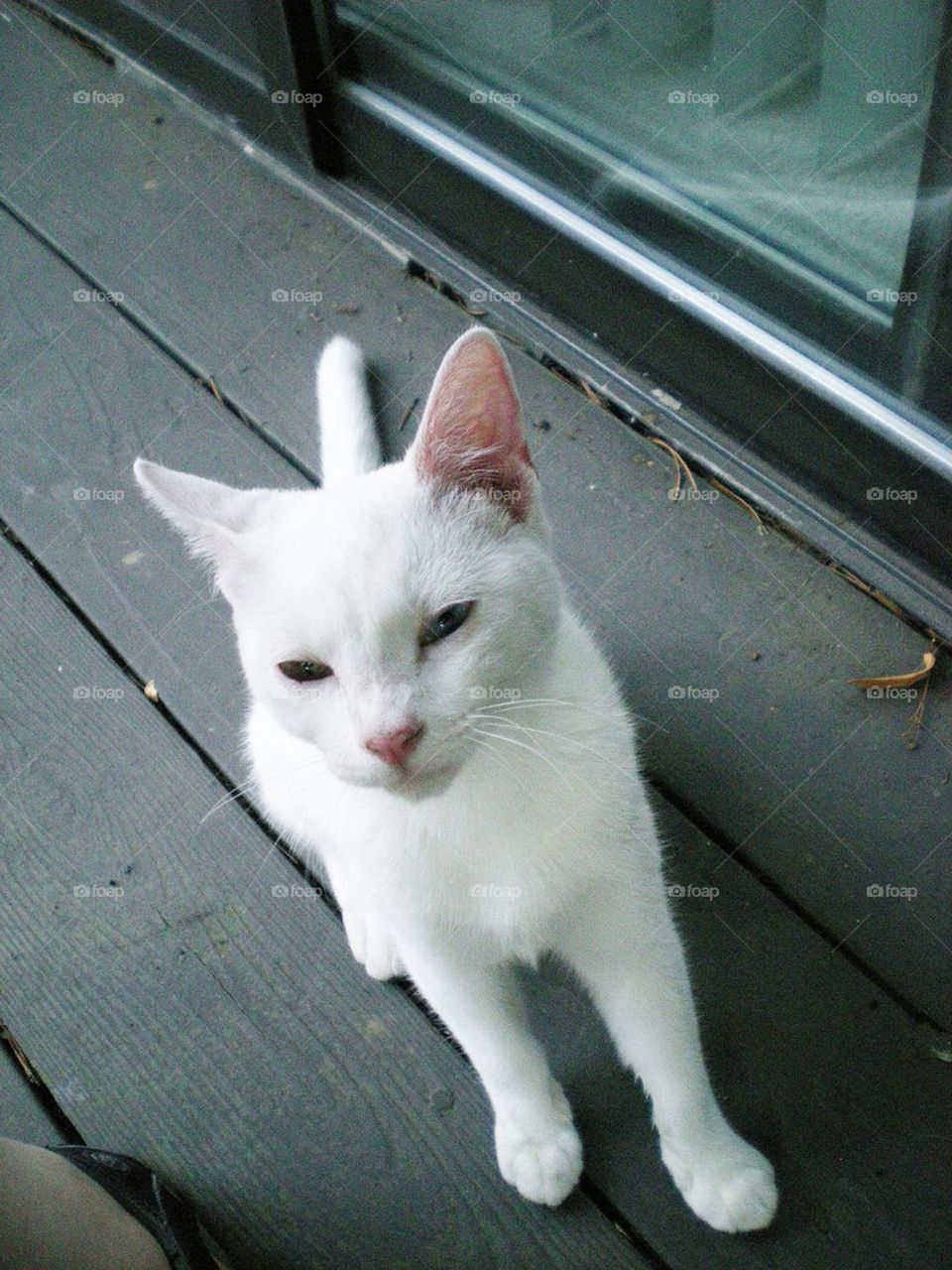 white kitten looking up from gray deck