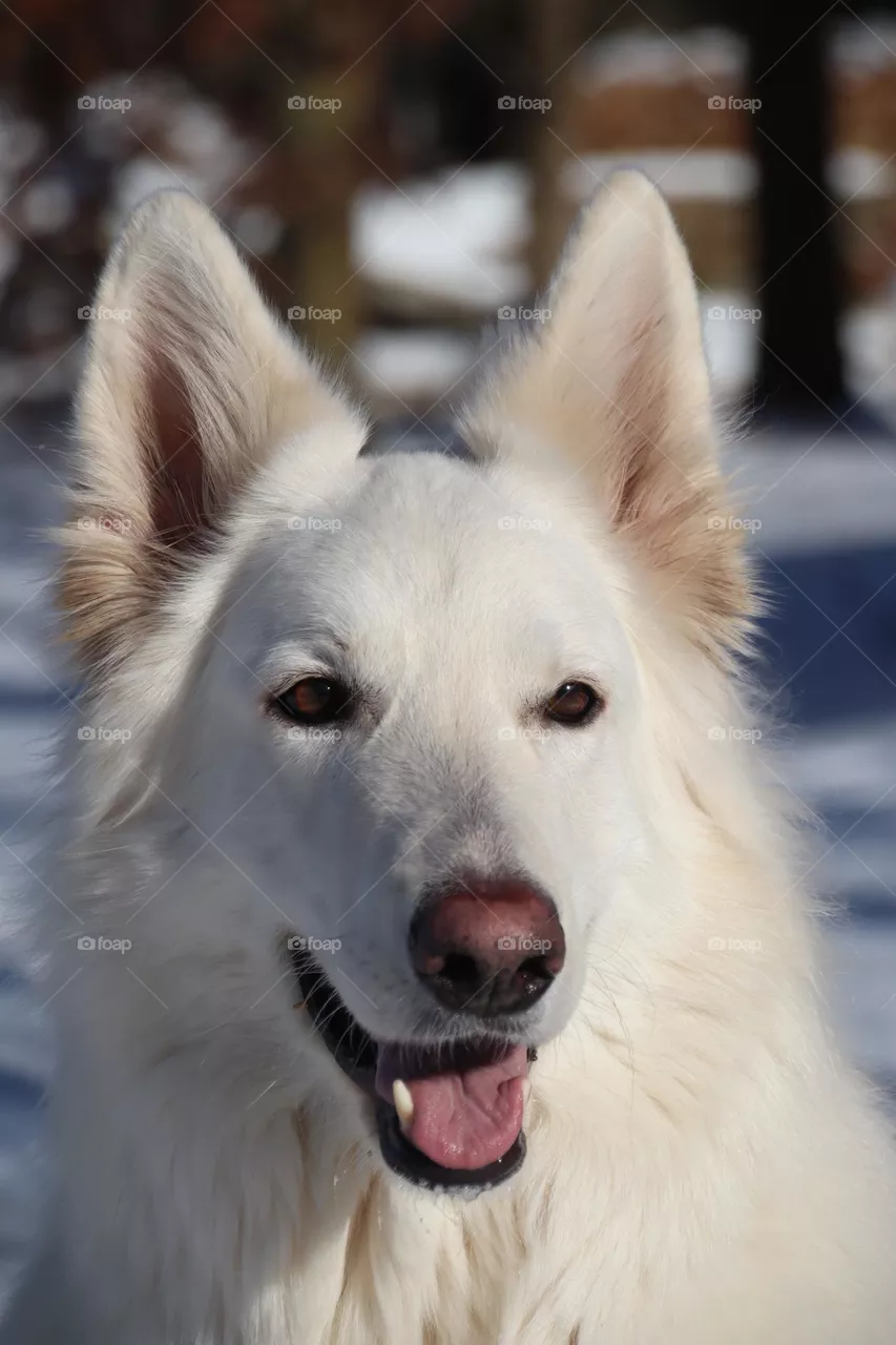 white dog
