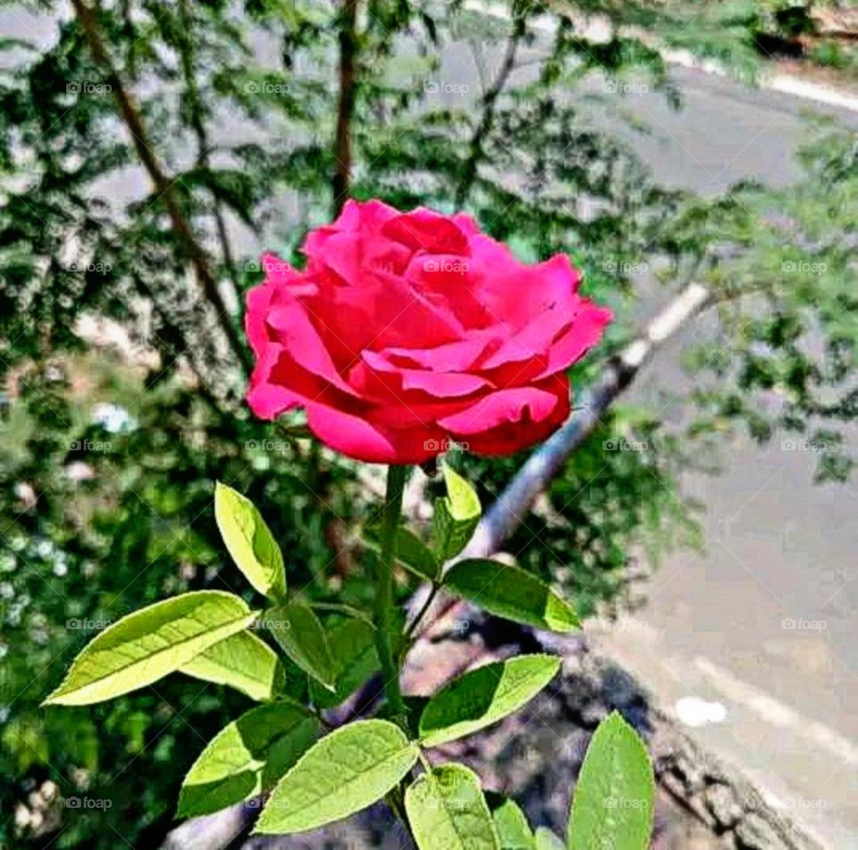 most beautiful and attractive flowers.