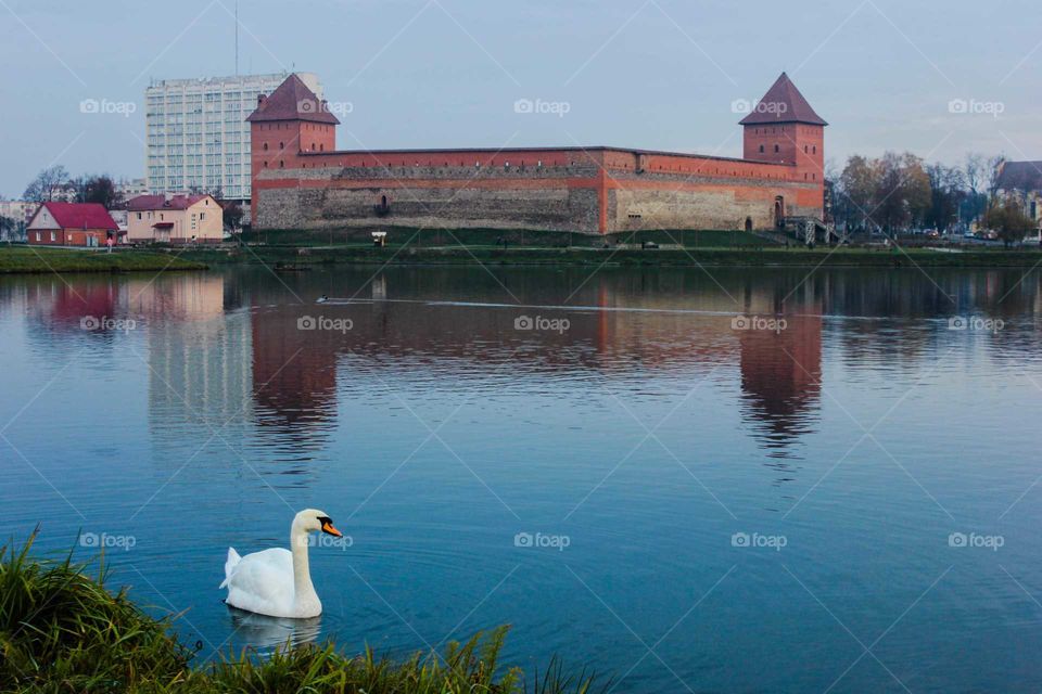 Swan near the castle.