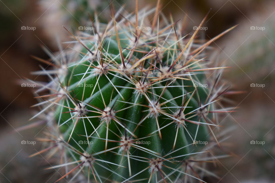 Green fleshy cactus with long spiny needles
