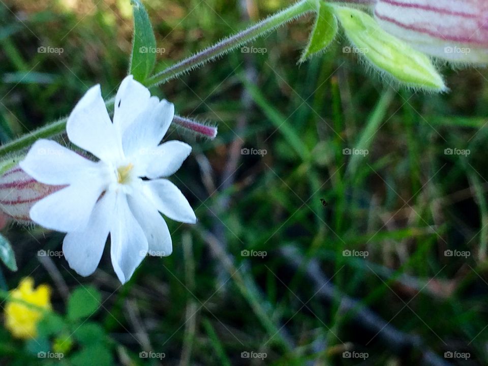 White field flower 