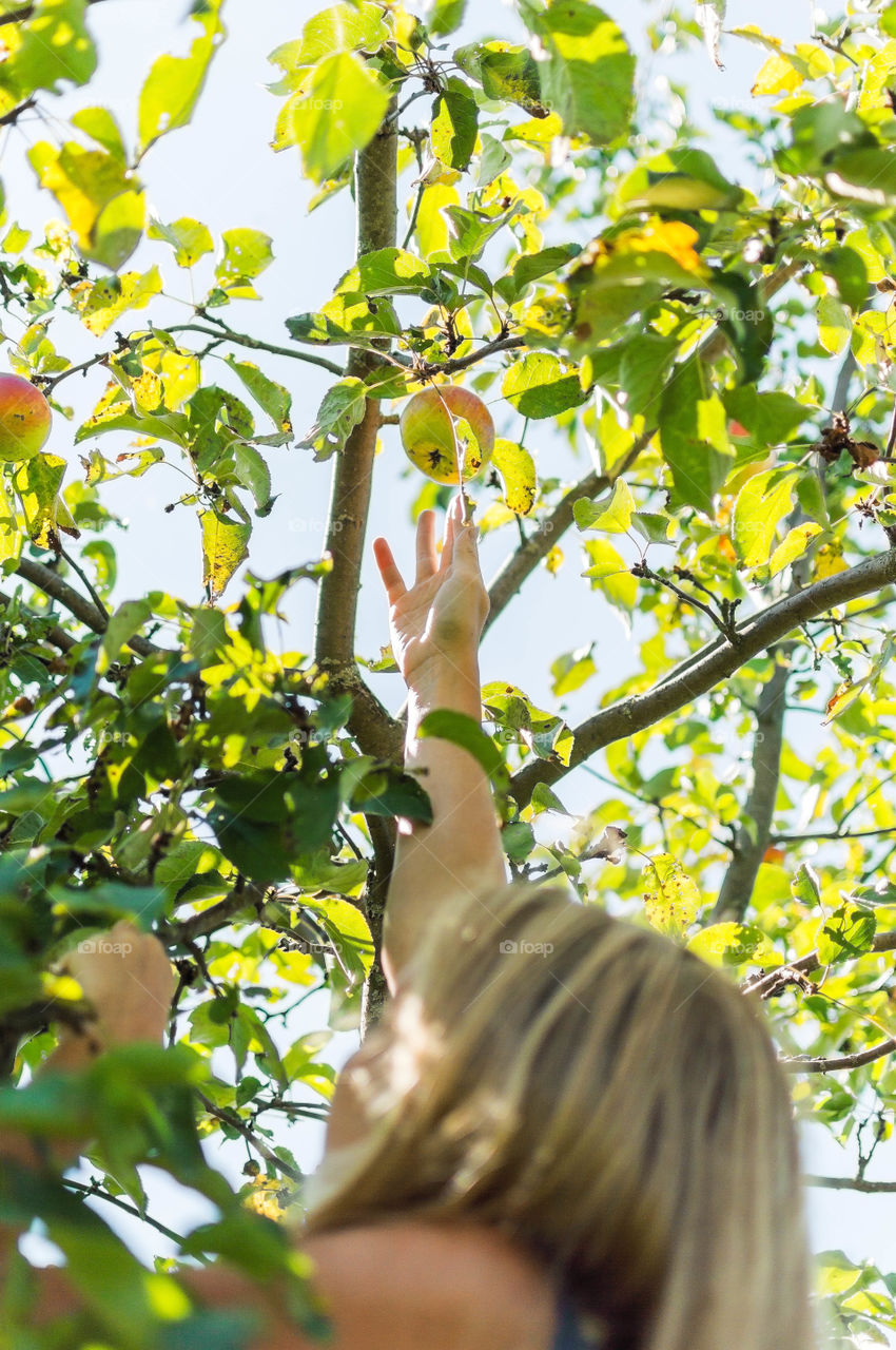 picking apples