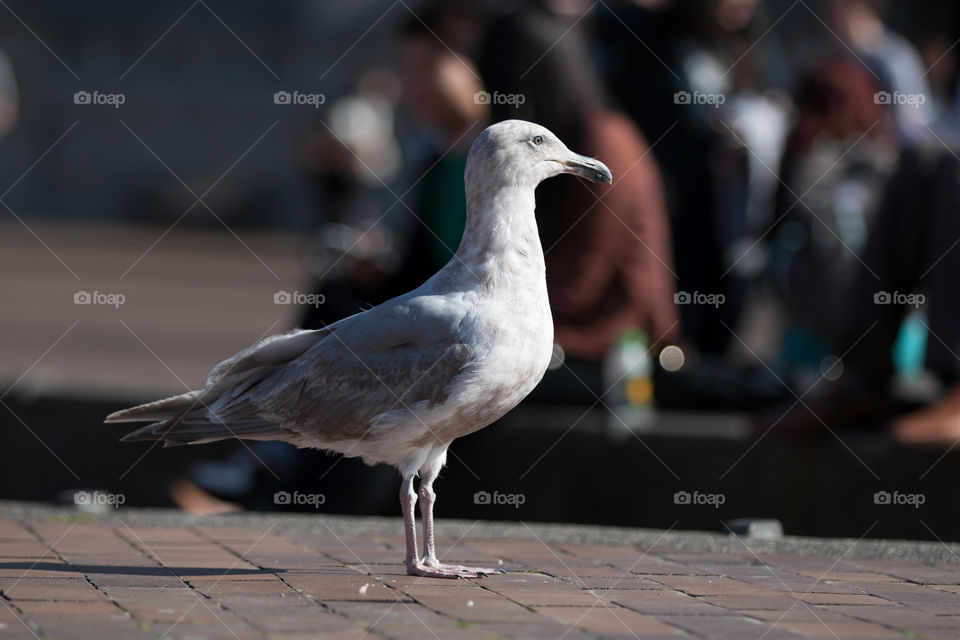 Bird, Outdoors, Nature, Wildlife, Pigeon