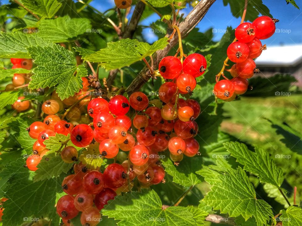 Red currants 
