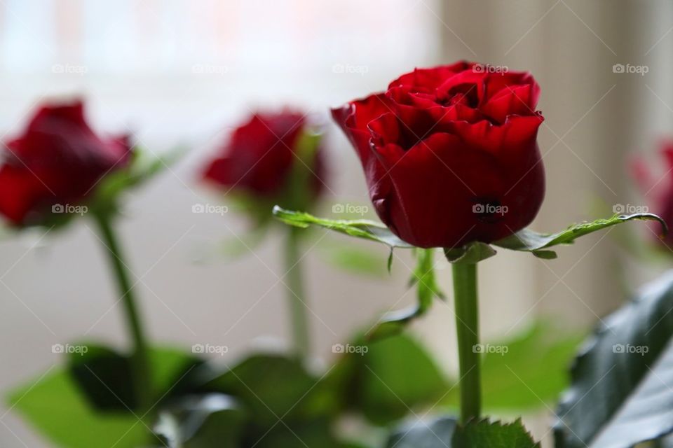 Red roses