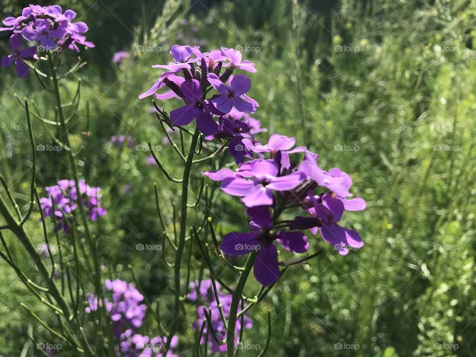 Purple flowers of South Dakota