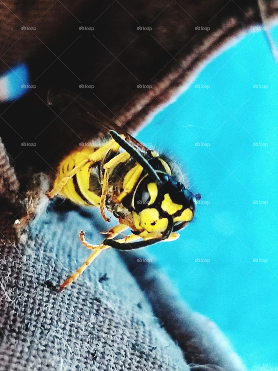 I see a bee staring at me