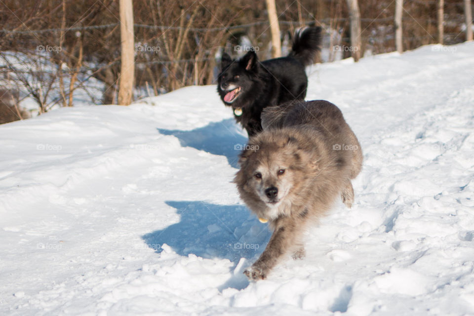Two dogs walking on the snowy land
