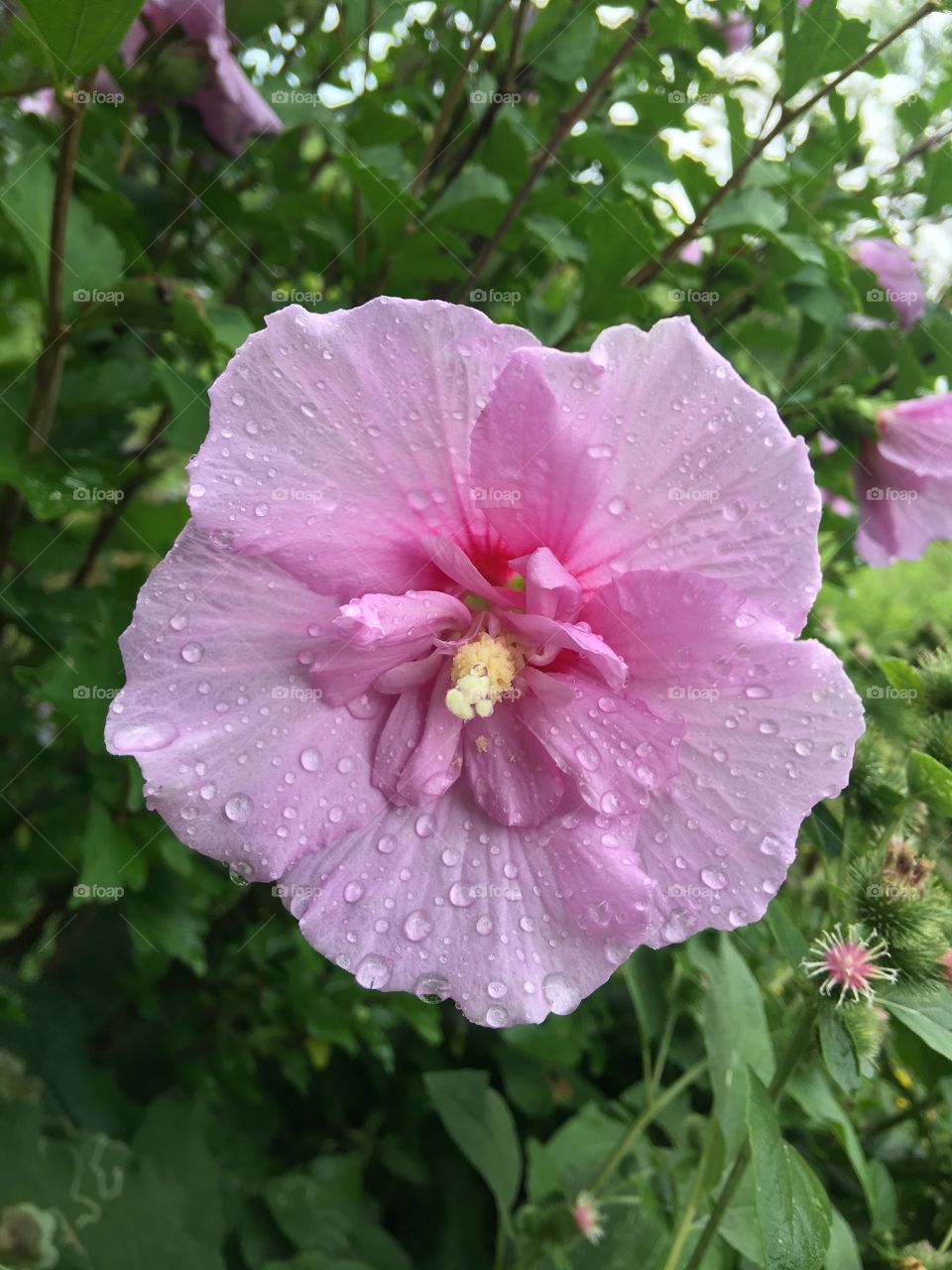 Light rainfall on pretty pink flower 