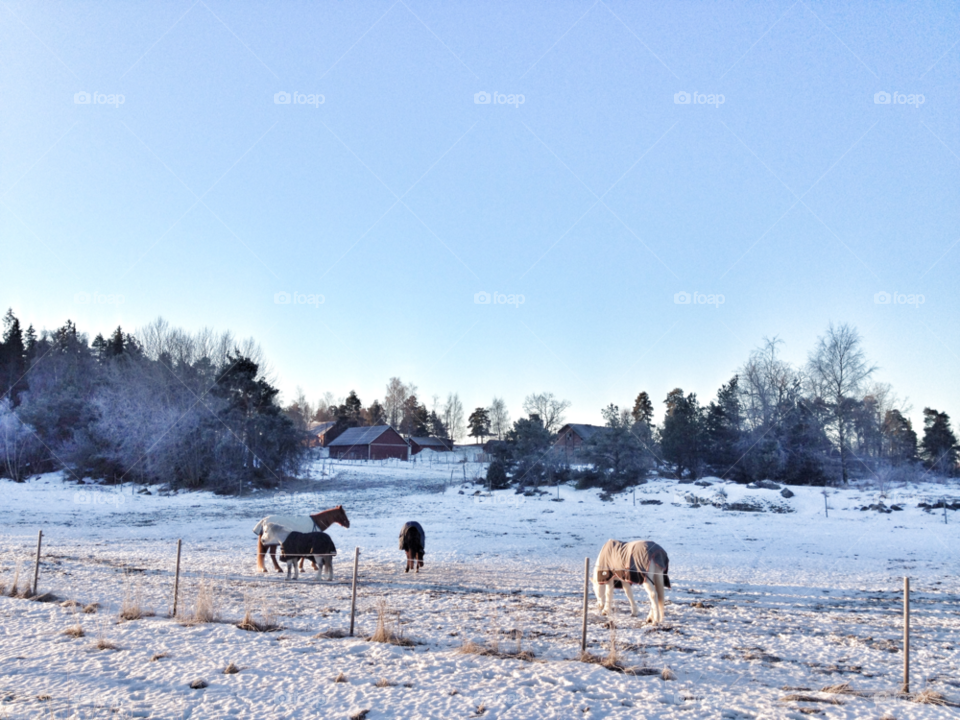 winter sweden field ground by piaktw