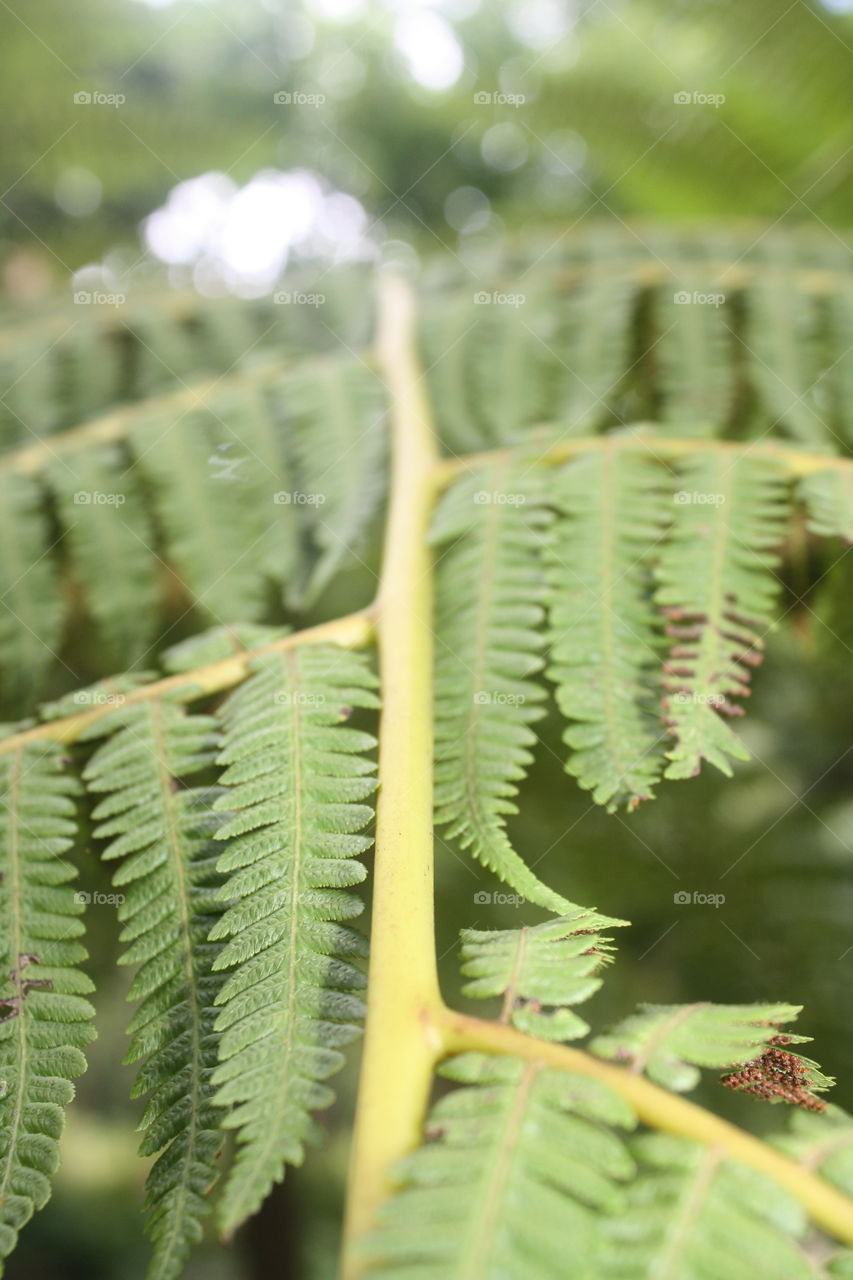 Closeup of a fern