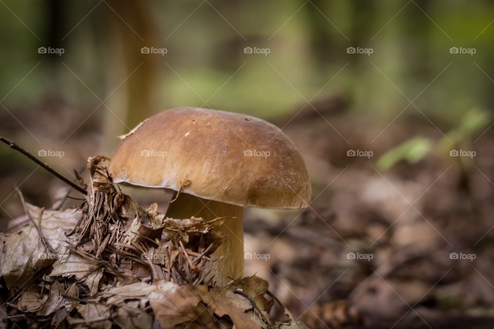 Mushroom 