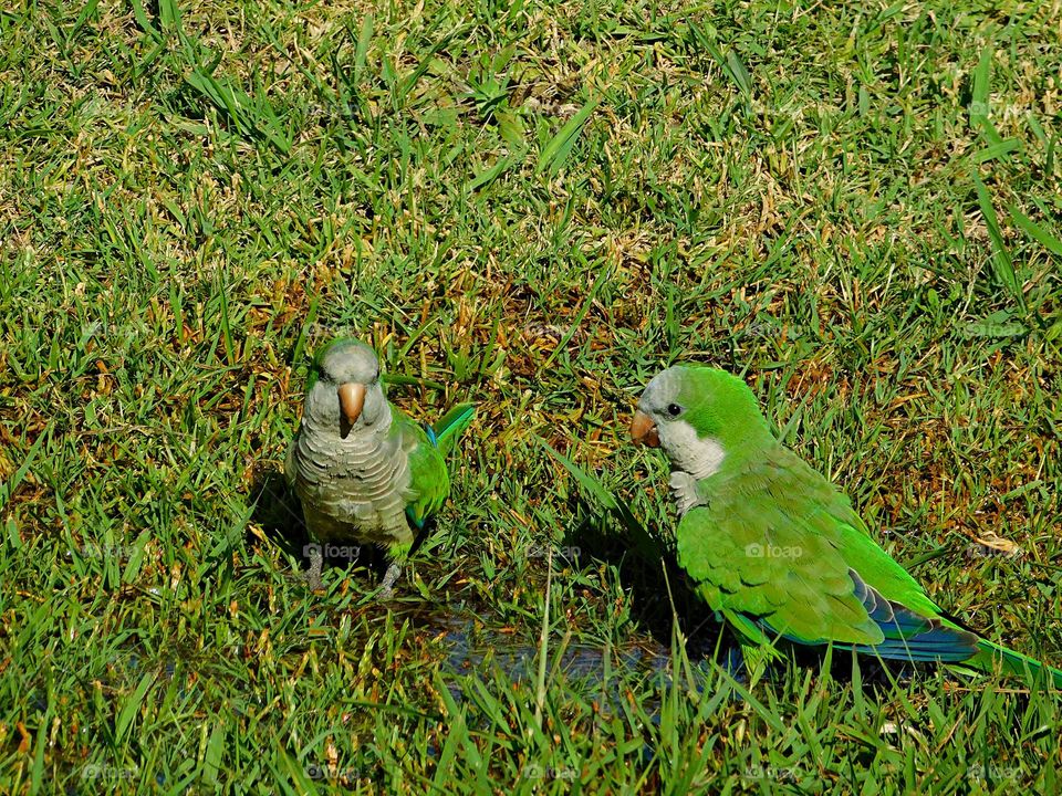 two parrots