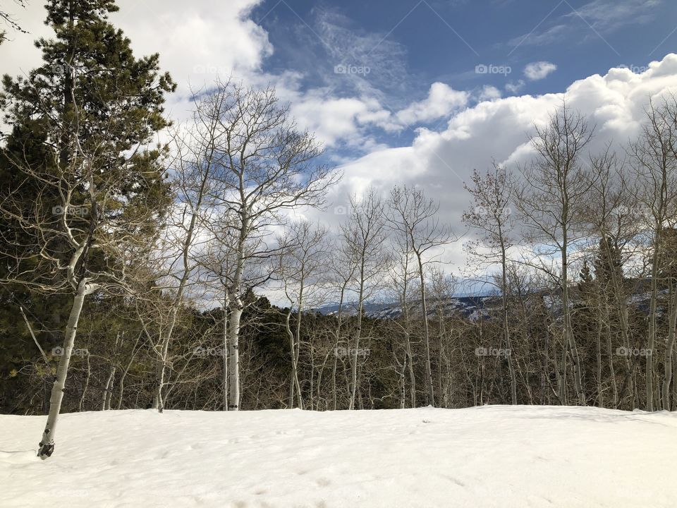 Snow, Winter, Tree, Cold, Landscape