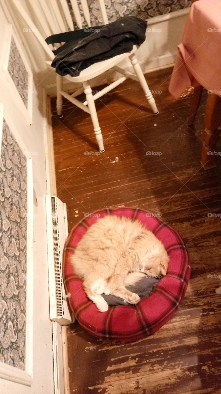 cat sleeping in bed