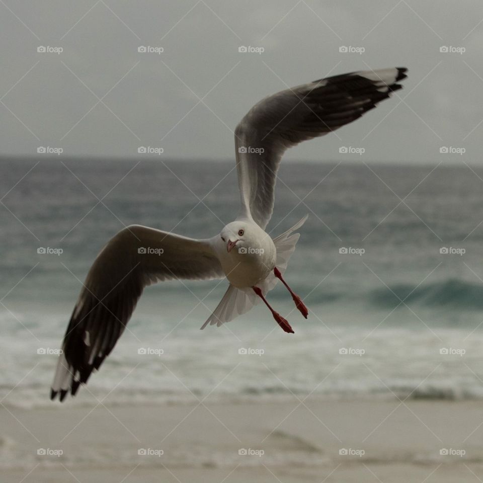 Seagull at Coolangatta Beach, During the Quiksilver Pro, Gold Coast. 