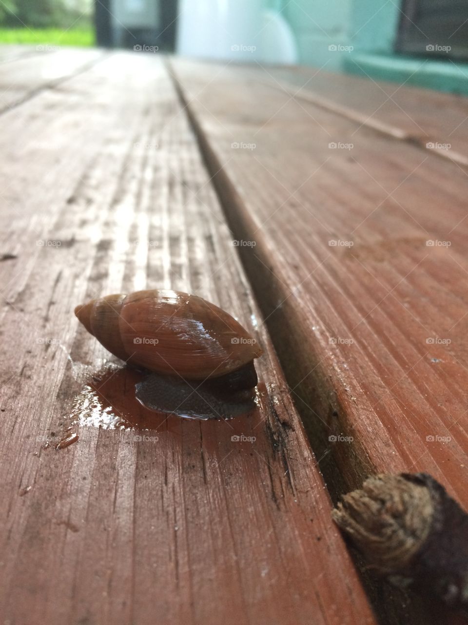 Snail inside old seashell? Definitely slimy...