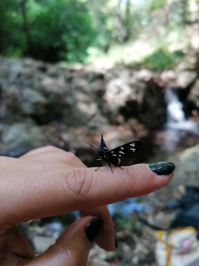 🦋🦋