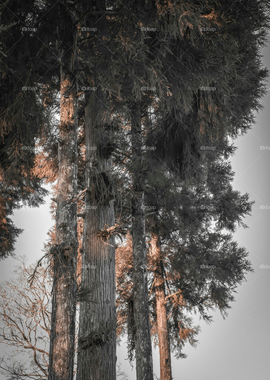 Pine trees just before dusk