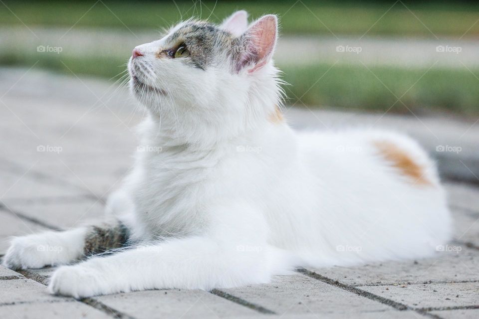 A white cat laying on the ground 