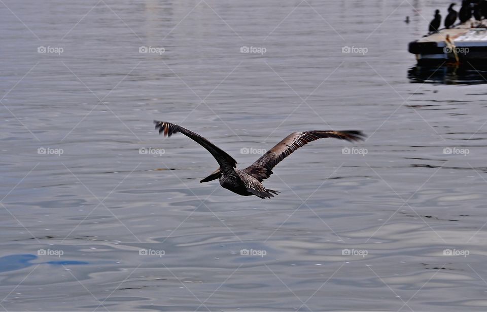 Pelican . Picture taken in the Mexican gulf