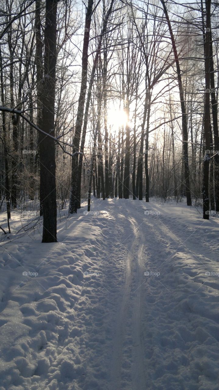 снег в лесу