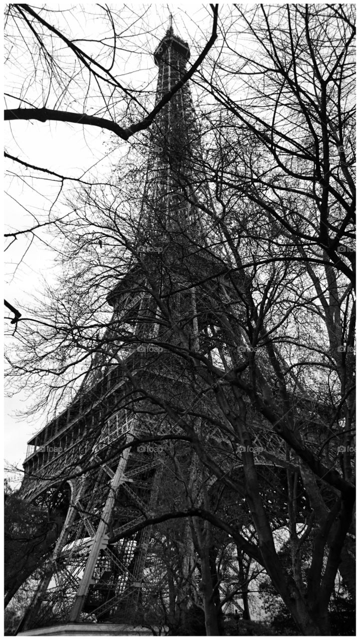 The Eiffel Tower with tree