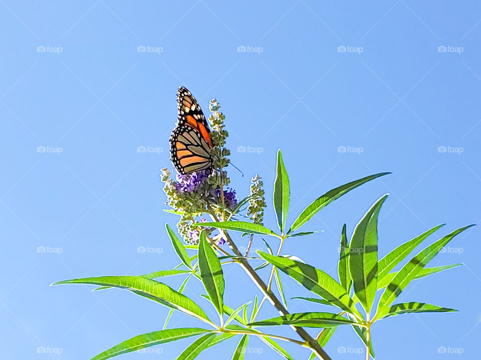 The beautiful monarch butterfly feeding on chaste tree purple cluster flowers.  Fall migration.