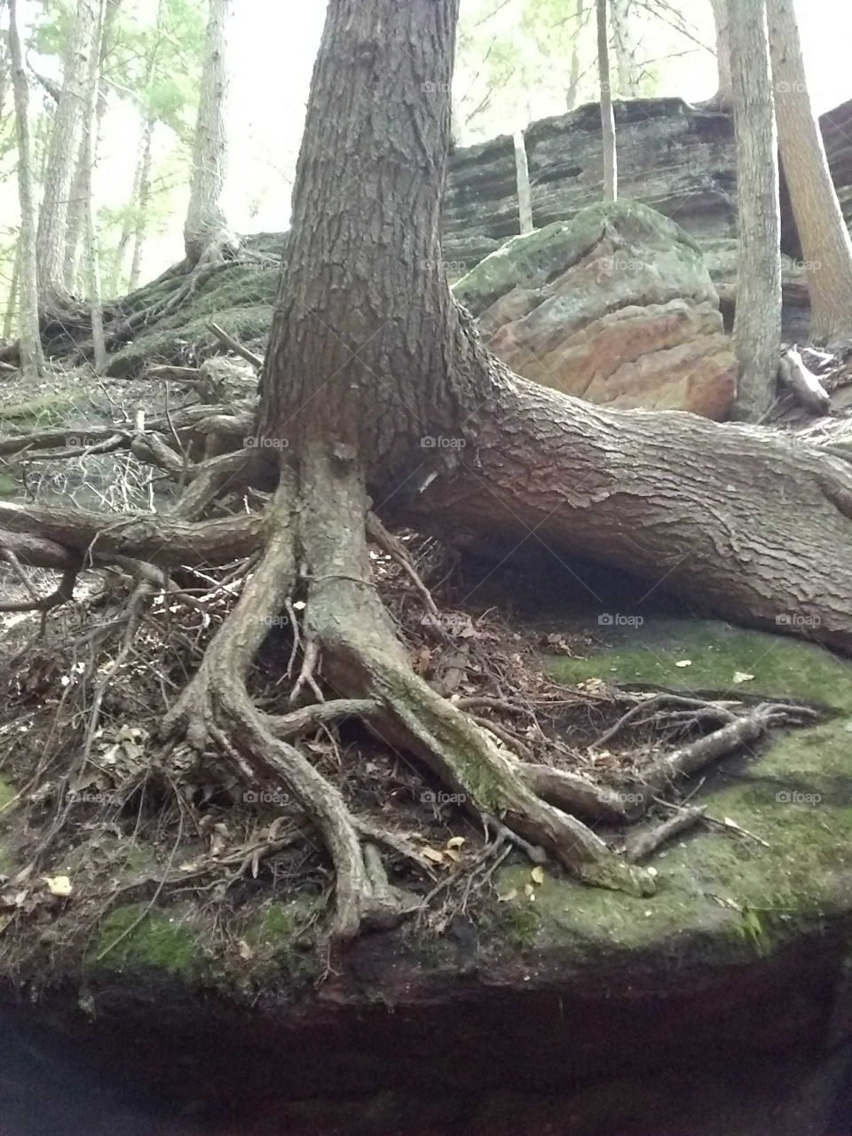 Roots above ground
