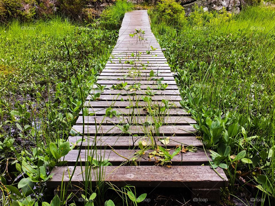 A long wooden overgrown wetland bridge