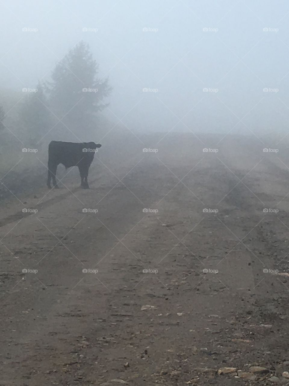 Lone cow

