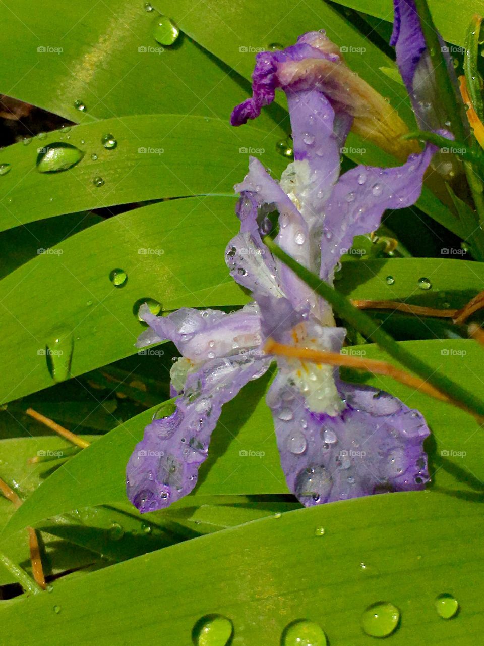 Purple Iris in the Rain