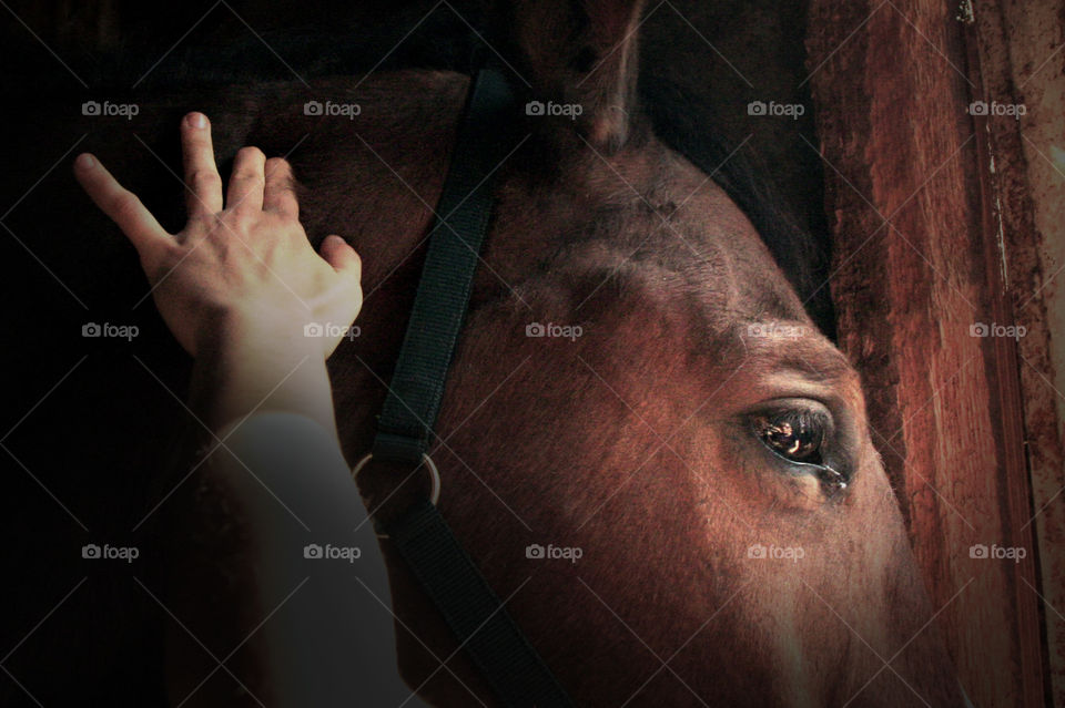 A wonderful shot on an brown horse face closeup in a stable, while an hand touch him. In the horse's eye you can clearly see the reflect of the person who is touching him. He is calm and not afraid and transmit security.