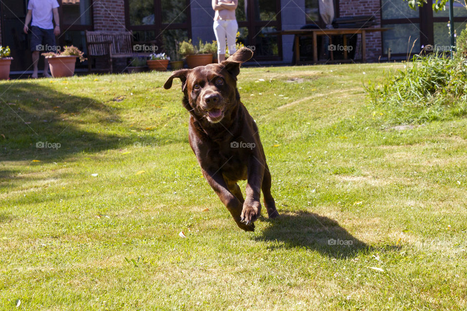 A portrait of a running dog during summertime. it is a brown labrador running over a lawn.