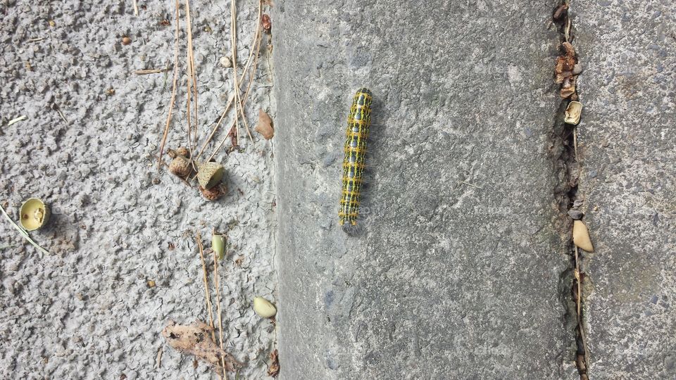 Caterpillar on floor with fallen acorns around
