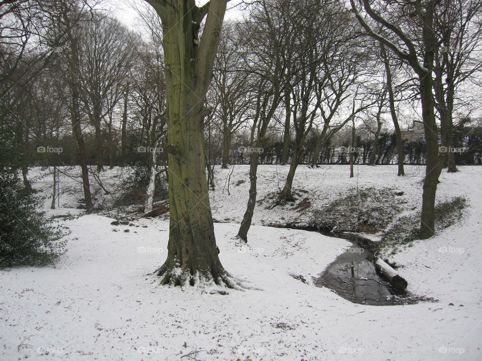 Trees In The Snow