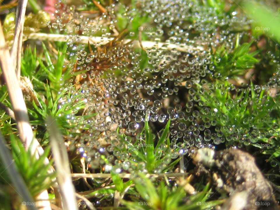 sweden morning forest dew by a.bondesson