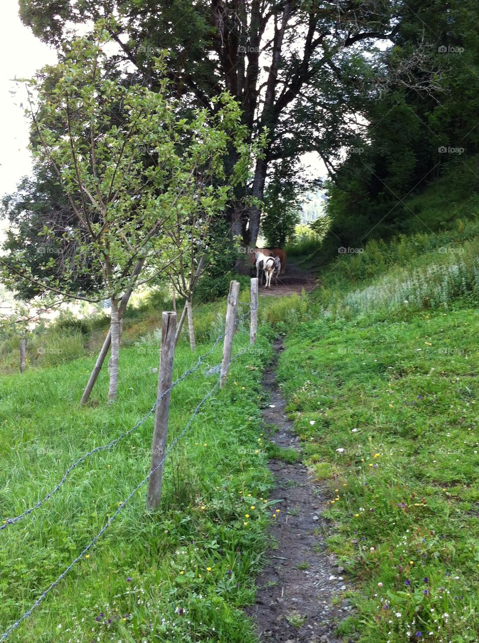 Mountain trail in Eben, Austria. A thin rail fence, a few horses further up the trail, and wildflowers dotting the path. 