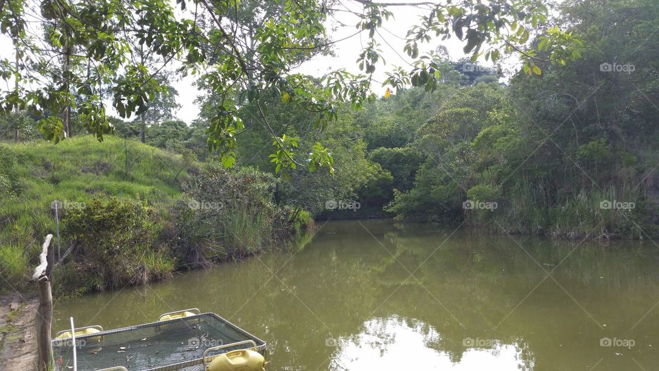 Scenic view of river in forest