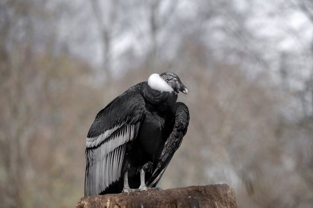rare view of a beautiful bird on a branch in the forest