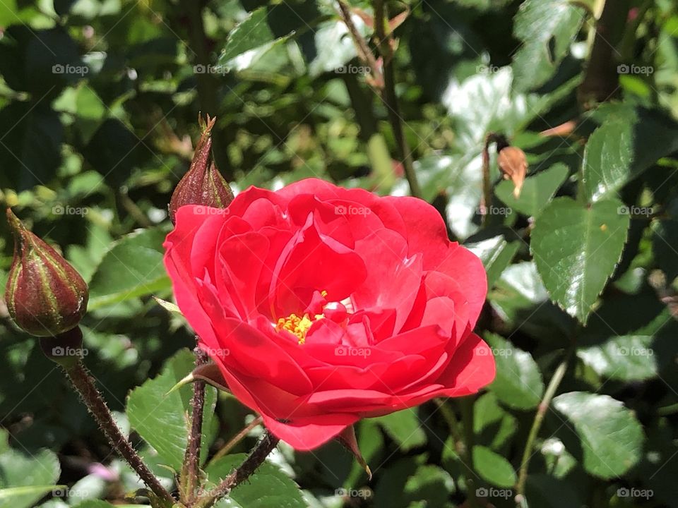 Beautiful reddish petals rose